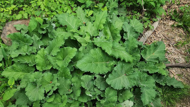 Burdock