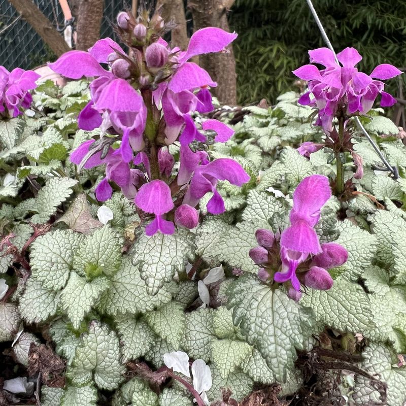 Lamium (Dead Nettle)