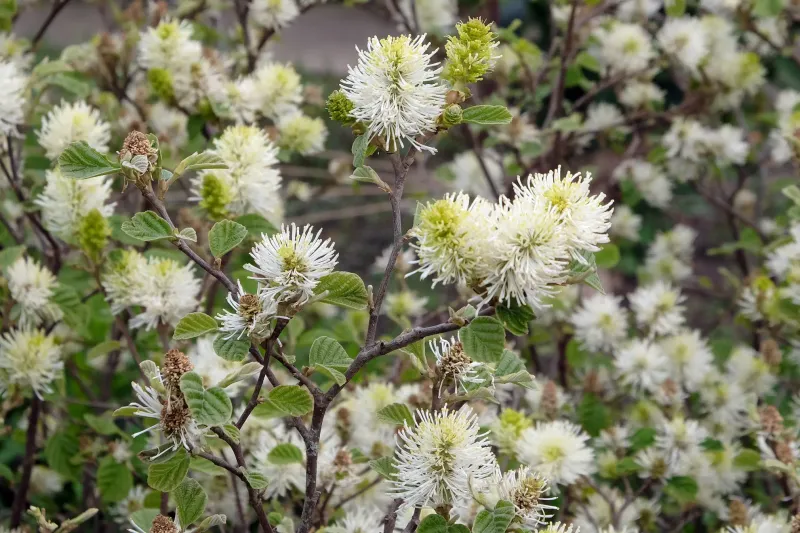 Dwarf Fothergilla