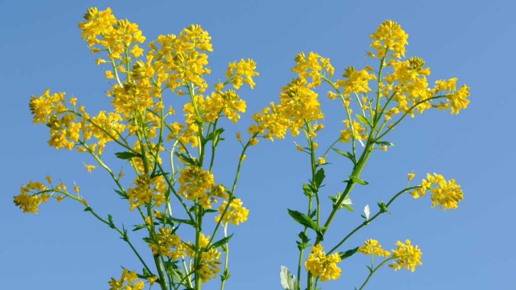 Wild Mustard