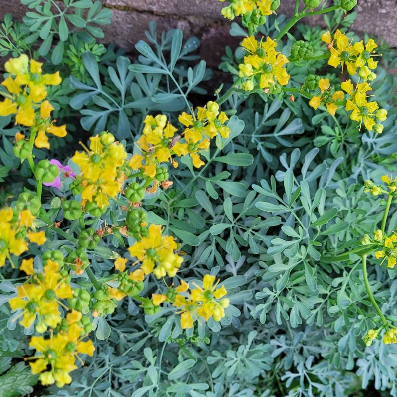 Rue: The Medicinal Troublemaker