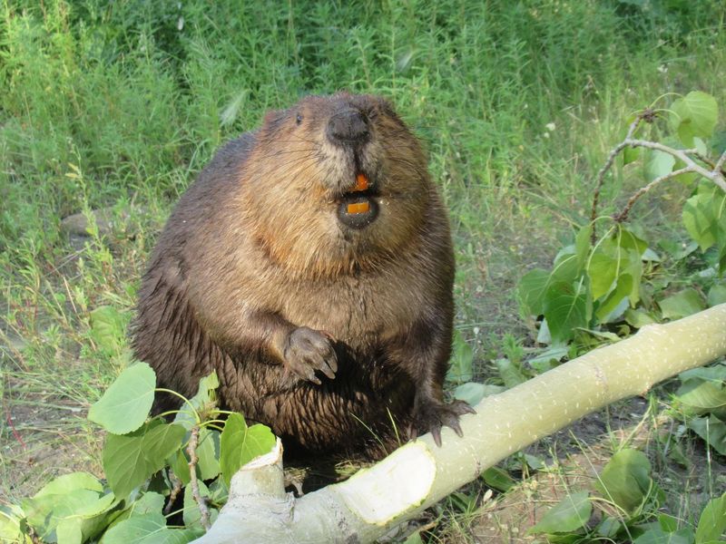 Beavers: Urban Dam Builders