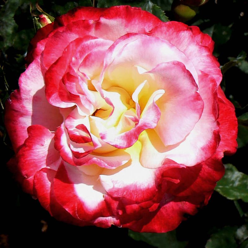 Double Delight Hybrid Tea Rose