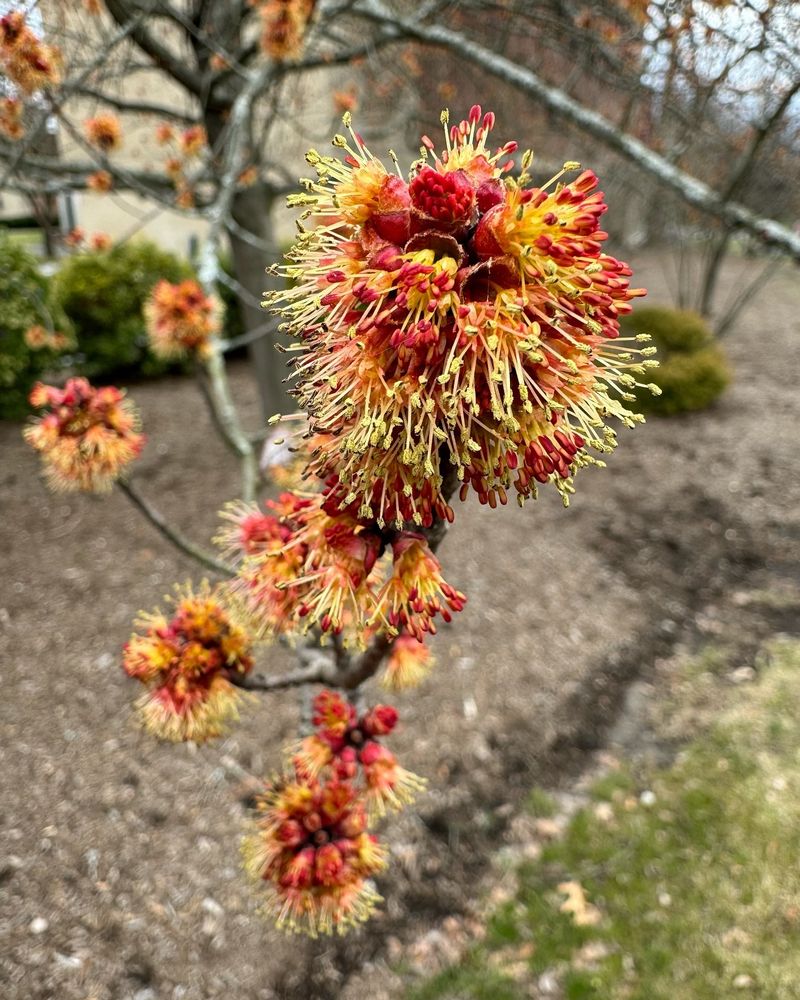 Red Maple