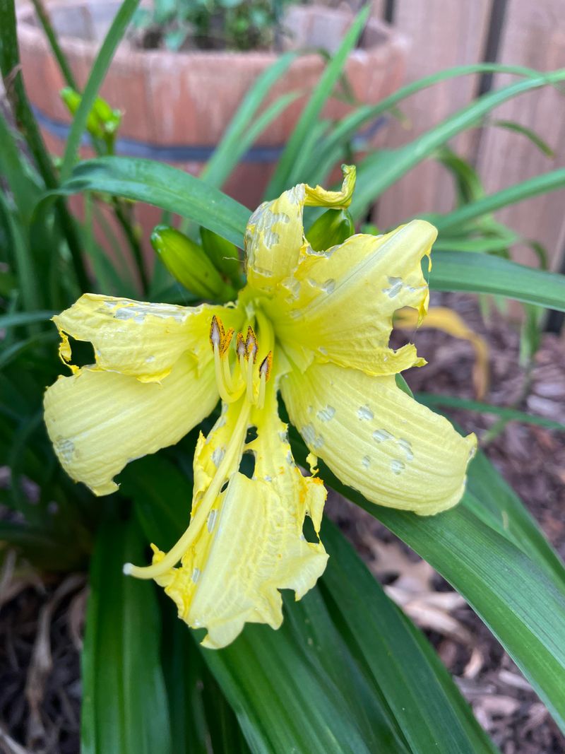 Deformed Flowers