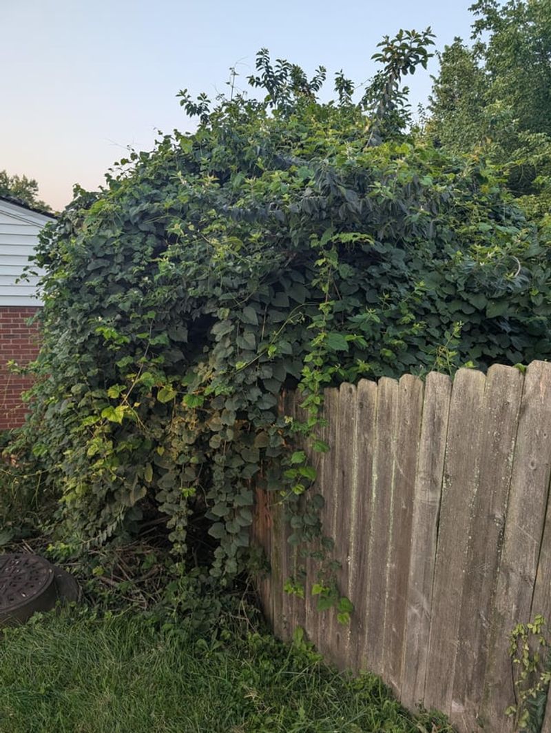 Invasive Plant Species