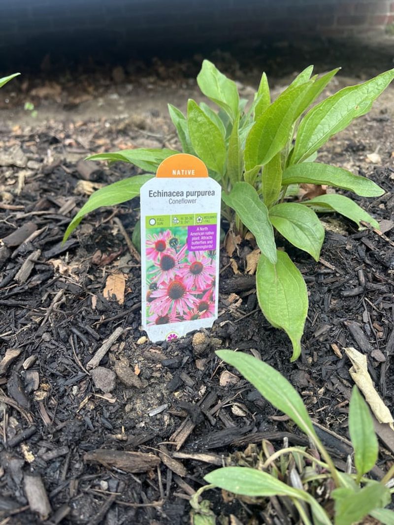 Over-Mulched Beds