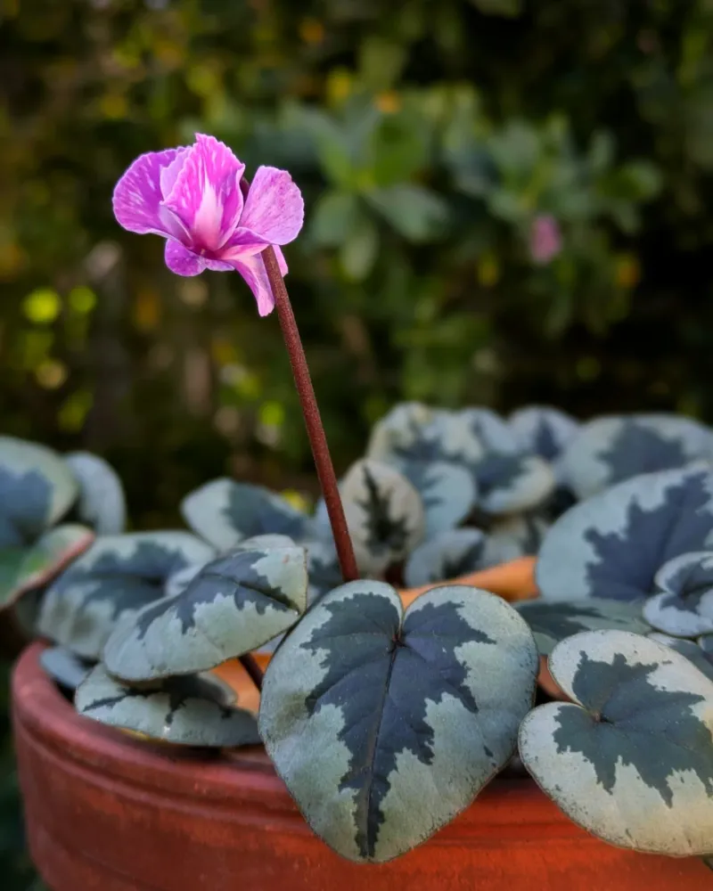 Cyclamen