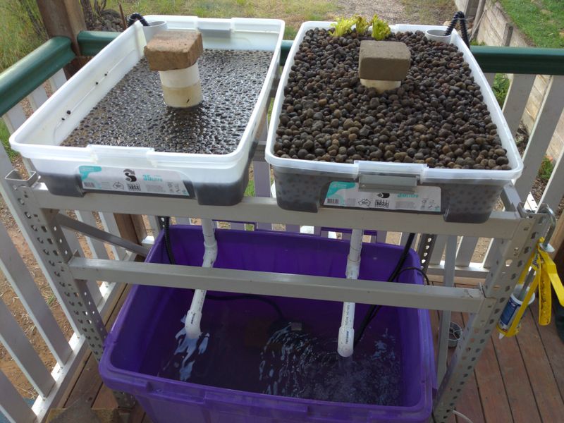 Bucket Aquaponics System