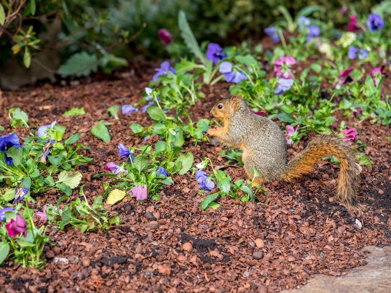 Natural Yard Art