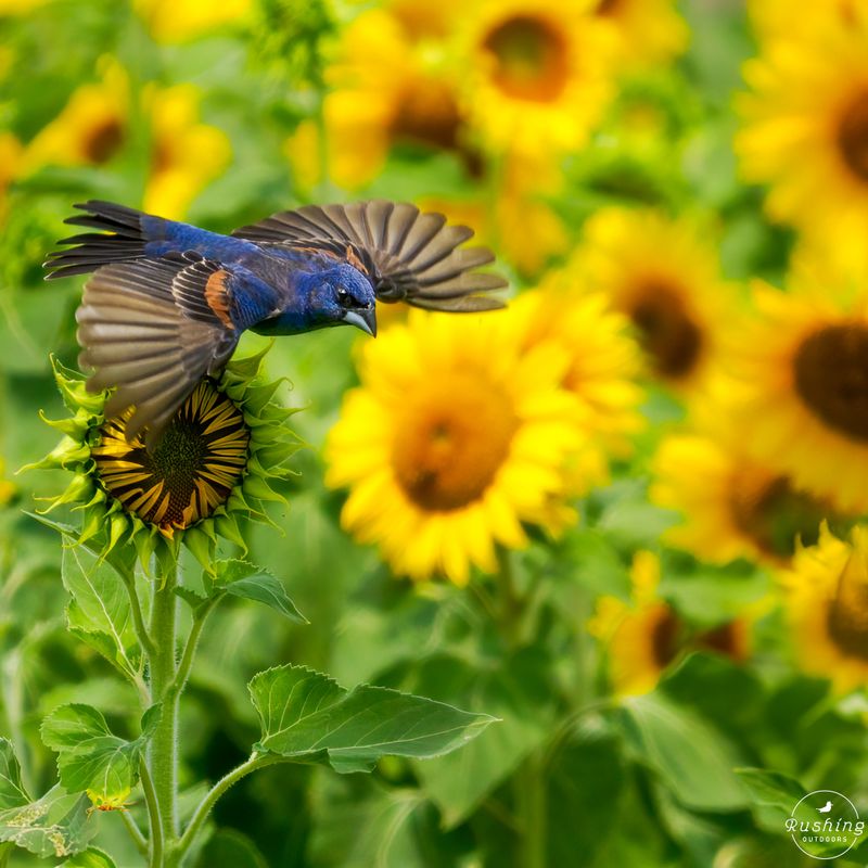 Native Sunflowers