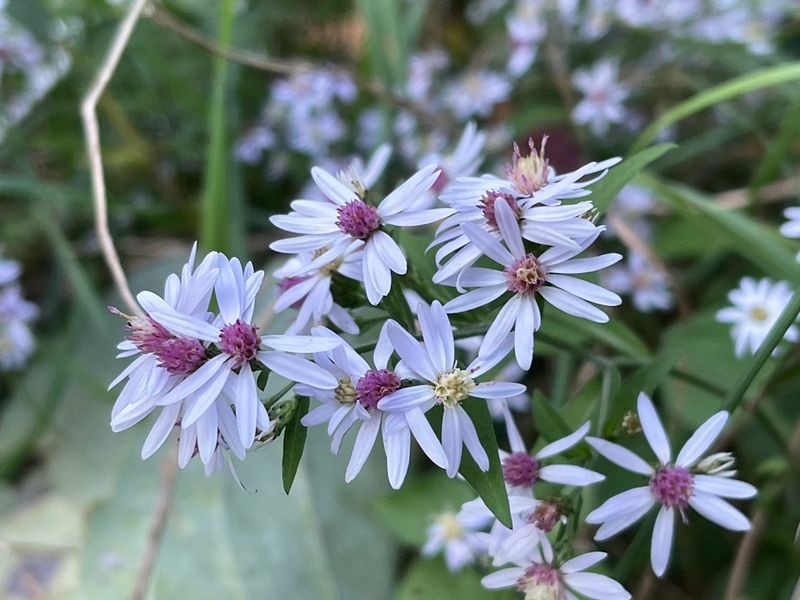 Aster (Symphyotrichum)