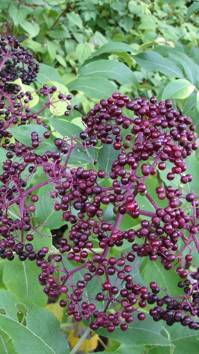 Elderberry