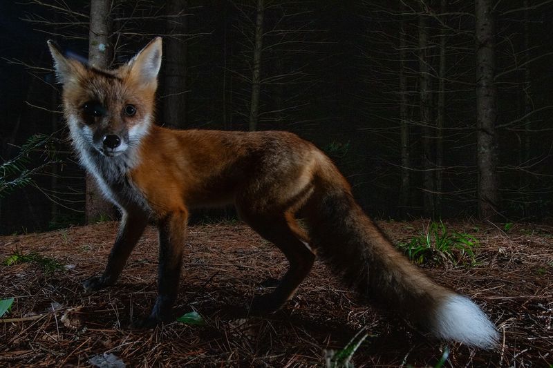 Minnesota's Rural Areas See Fox Flourish