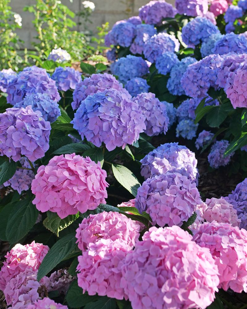 Hydrangea
