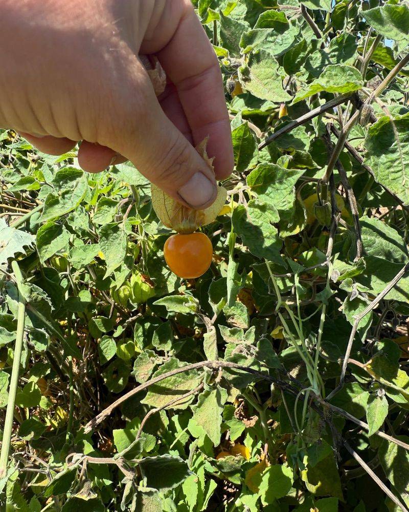 Ground Cherry