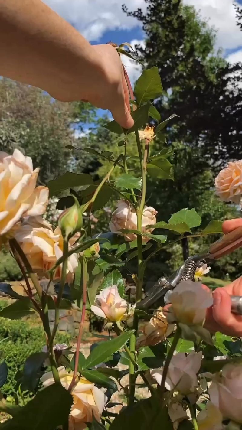 Roses - Summer's Perfect Pruning Candidates