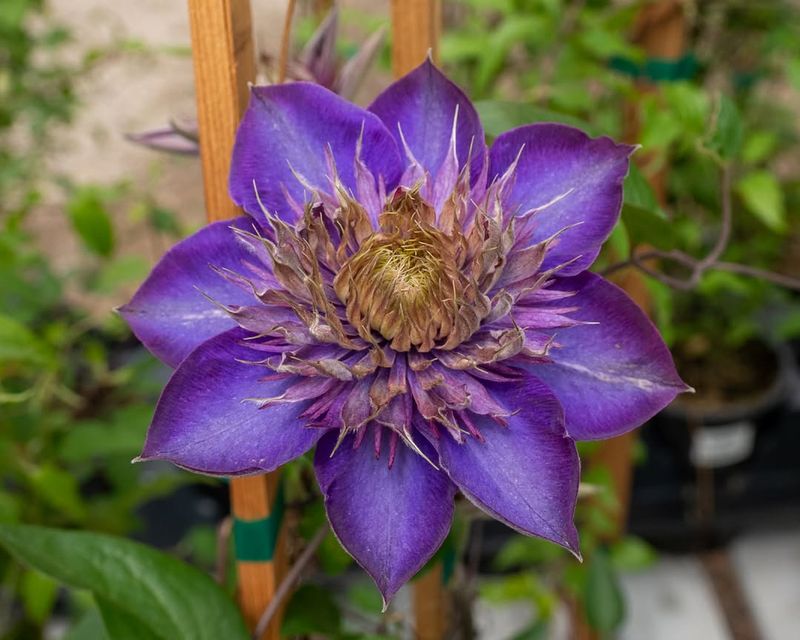Clematis