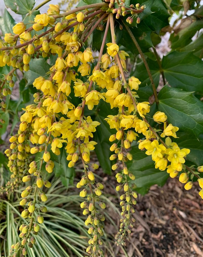 Mahonia