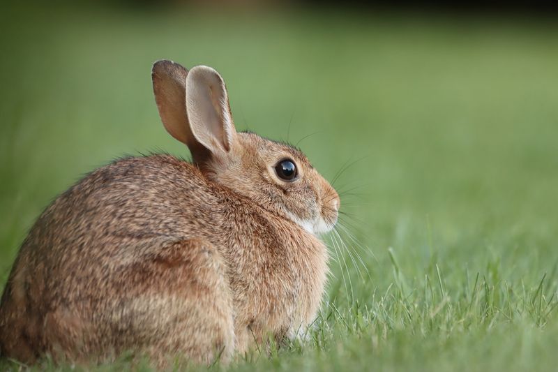 Cottontail Rabbit