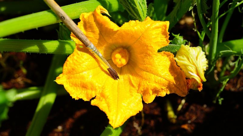 Hand Pollination With Paintbrush