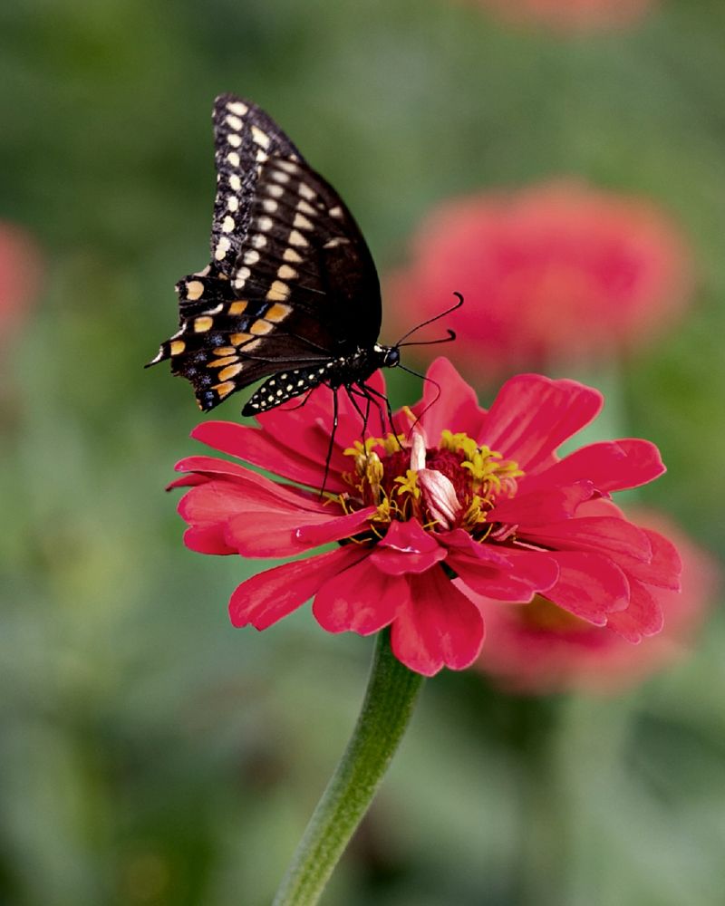 Chemical Pesticides and Herbicides