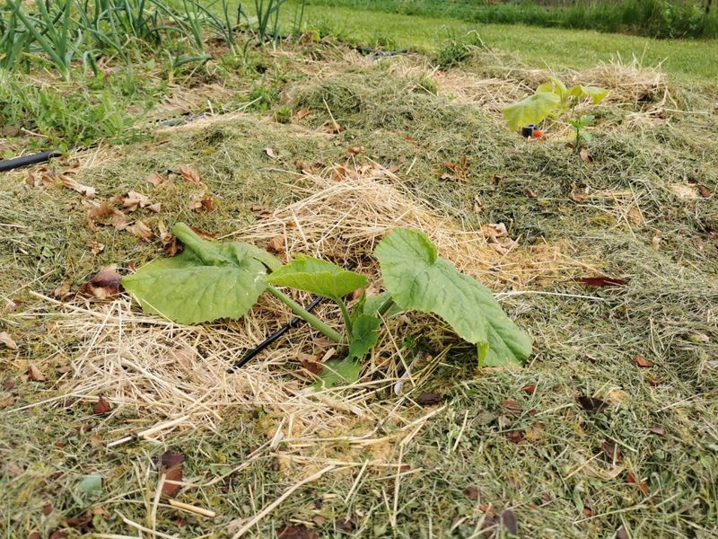 Grass Clippings