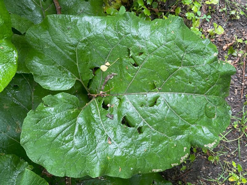 Burdock: Deep-Rooted Medicine