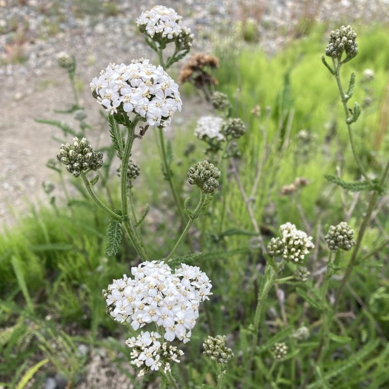 Yarrow: Drought-Resistant Wonder