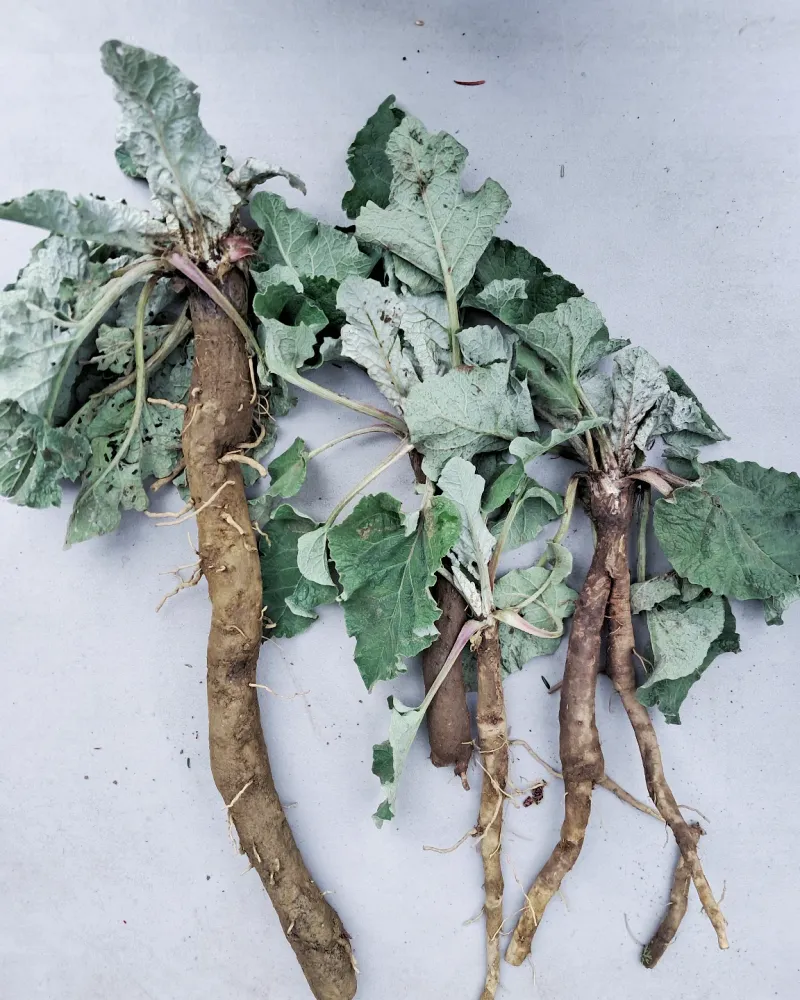 Burdock