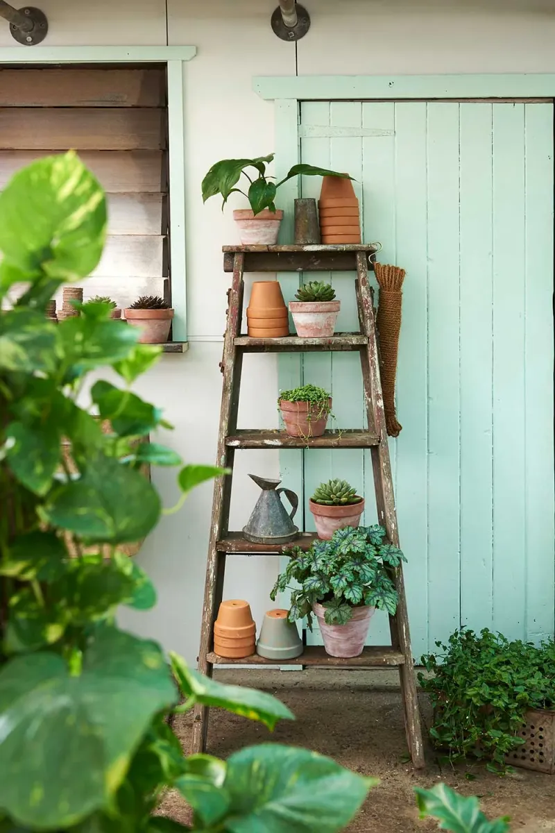 Vintage Ladder Plant Display