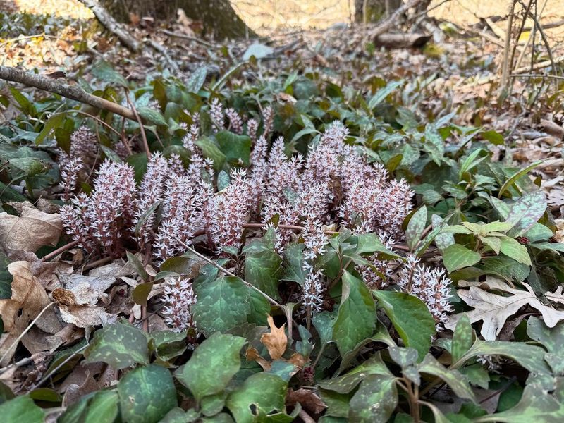 Allegheny Spurge