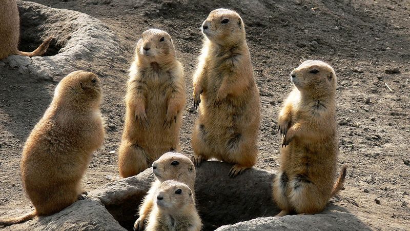 Prairie Dogs