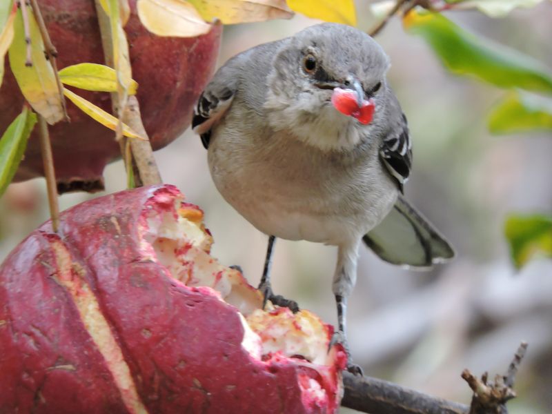 Fruit Pulp Lovers Leave Seeds Behind