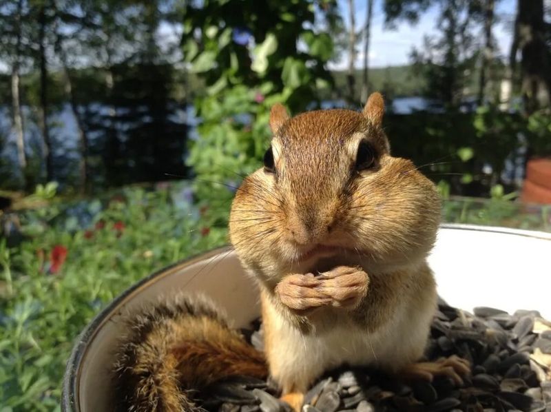 Chipmunks: Cheek-Stuffing Gardeners
