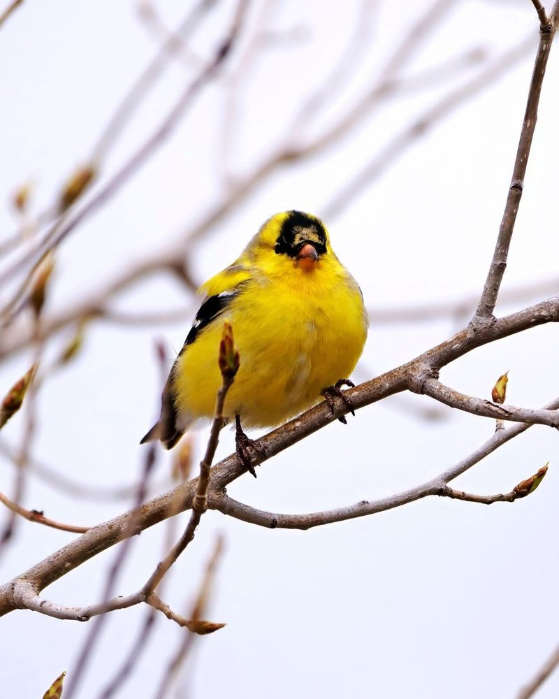Goldfinches