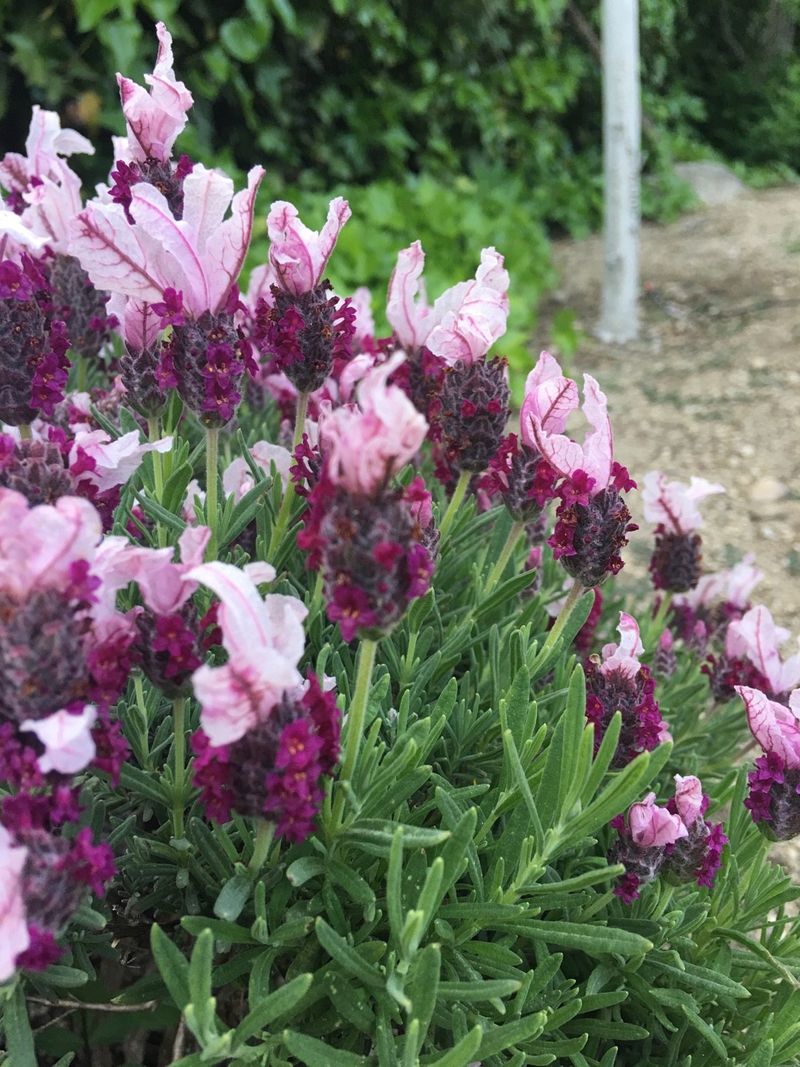 Kew Red Lavender