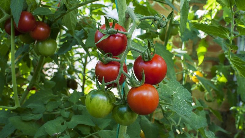 Increases Early Season Fruit Set