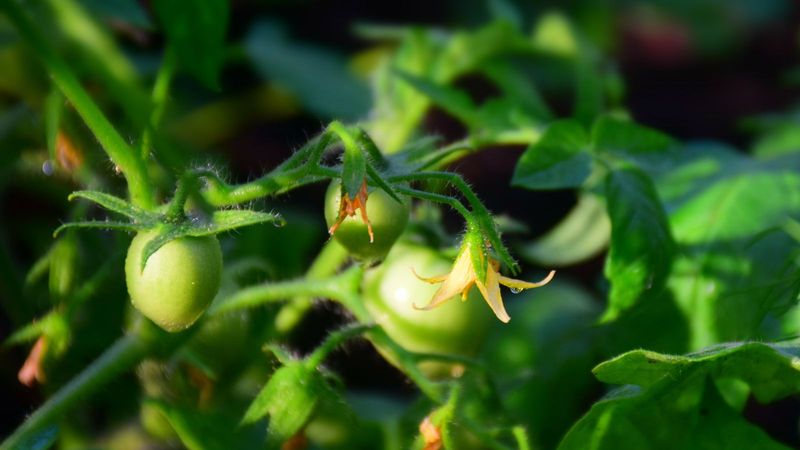 Provides Valuable Feedback About Plant Health