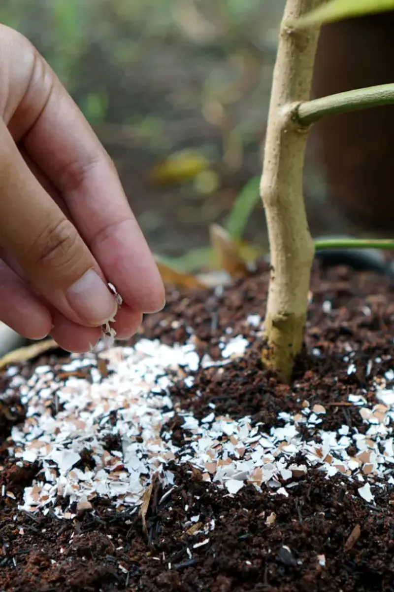 Crushed Eggshells