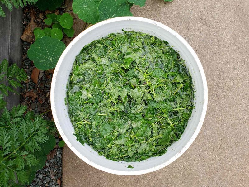 Nettle Nutrient Brew