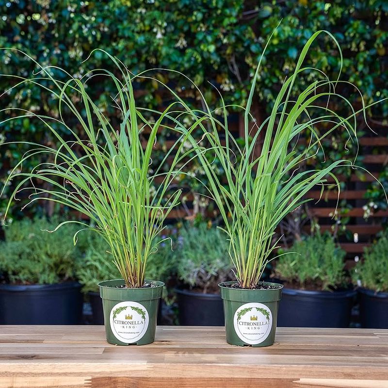 West Indian Lemongrass