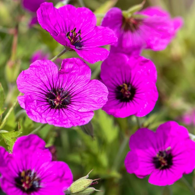 Geraniums