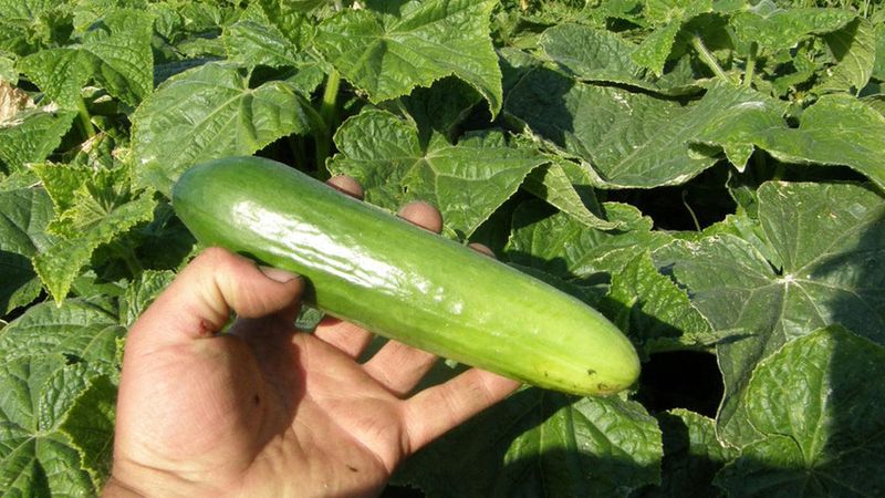 Bitter Fruits From Fertilizer Stress