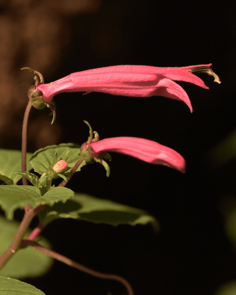 Lack of Tubular-Shaped Blooms