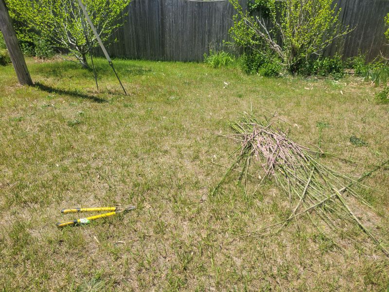 Invasive Bamboo Species