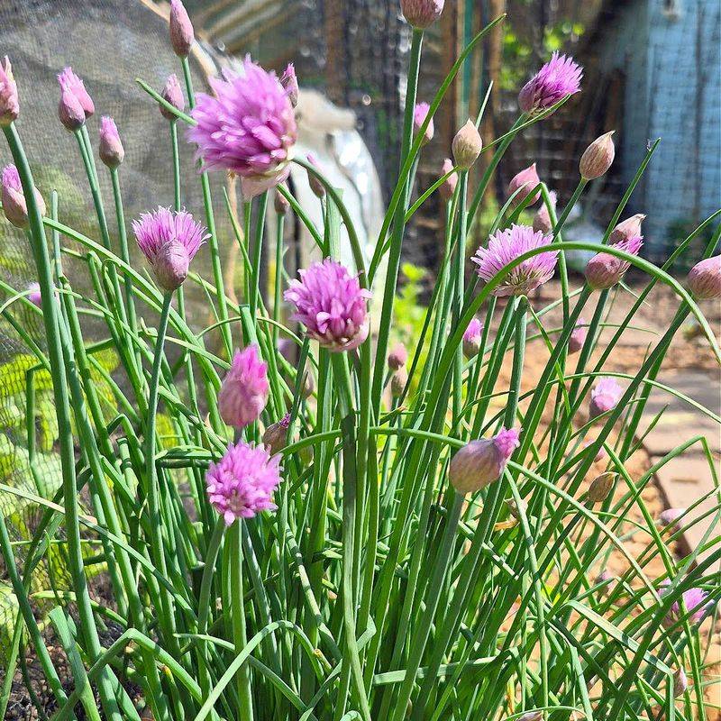 Chive Clusters