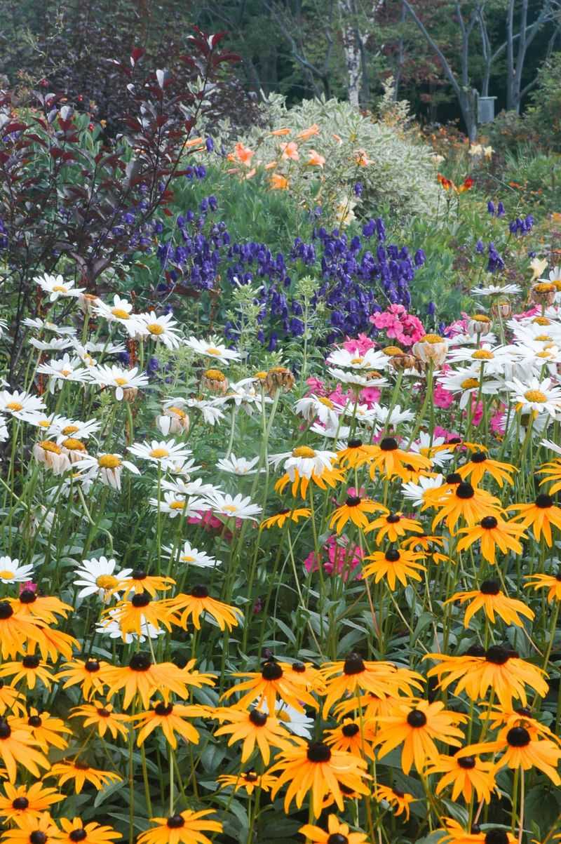 Shasta Daisies