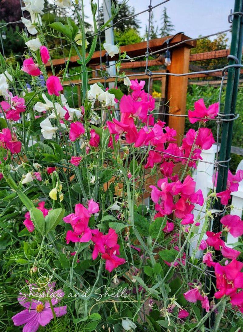 Sweet Peas