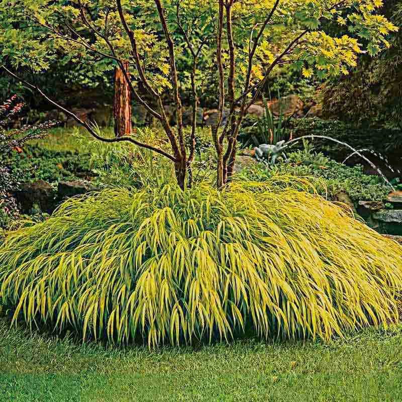 Japanese Forest Grass (Hakonechloa)